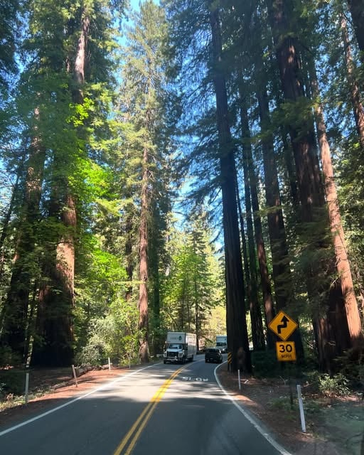 Sunlight falling across a winding road beneath towering redwoods